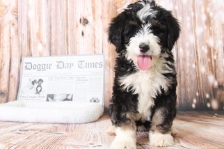 Medium Bernedoodle