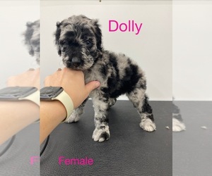 Poodle (Standard) Puppy for sale in FOREST CITY, NC, USA
