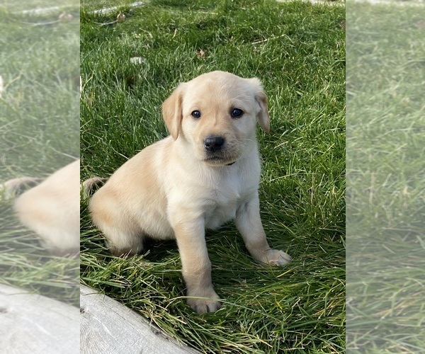 Medium Photo #1 Labrador Retriever Puppy For Sale in LANDER, WY, USA