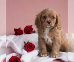 Small Photo #3 Cavalier King Charles Spaniel Puppy For Sale in HONEY BROOK, PA, USA