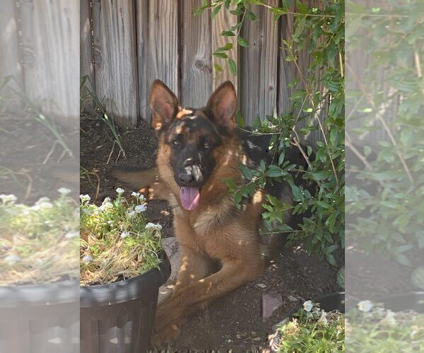 Medium Photo #1 German Shepherd Dog Puppy For Sale in HESPERIA, CA, USA