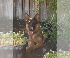 Mother of the German Shepherd Dog puppies born on 10/24/2024
