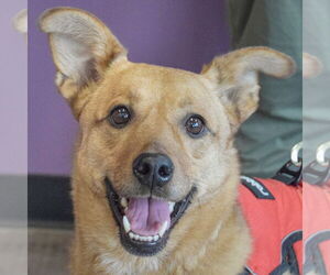 Basenji-Carolina Dog Mix Dogs for adoption in Huntley, IL, USA