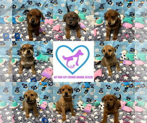 Mutt Dogs for adoption in Jackson Township, NJ, USA