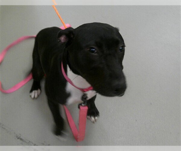 Medium Photo #1 Labrador Retriever-Unknown Mix Puppy For Sale in Sanford, FL, USA