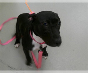 Labrador Retriever-Unknown Mix Dogs for adoption in Sanford, FL, USA
