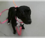 Small Labrador Retriever Mix