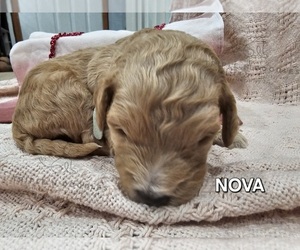 Labradoodle Puppy for sale in RAVENSWOOD, WV, USA