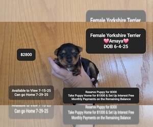 Yorkshire Terrier Puppy for sale in TUCSON, AZ, USA
