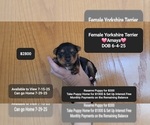 Small Yorkshire Terrier
