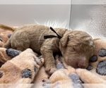 Small Photo #16 Aussiedoodle-Goldendoodle Mix Puppy For Sale in ETOWAH, TN, USA