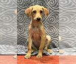 Small Labrador Retriever Mix