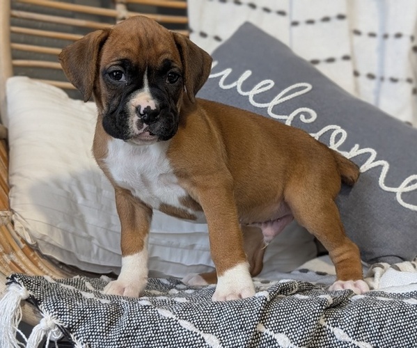 Medium Photo #41 Boxer Puppy For Sale in GOSHEN, IN, USA