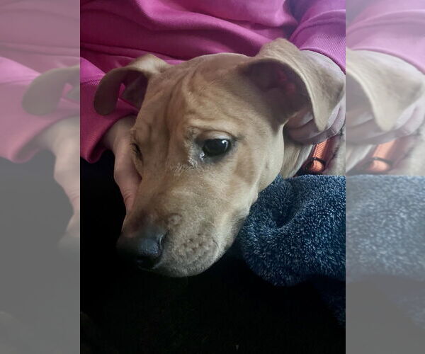 Medium Photo #3 American Pit Bull Terrier-Labrador Retriever Mix Puppy For Sale in Brewster, NY, USA