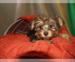 Small Photo #6 Yorkshire Terrier Puppy For Sale in PATERSON, NJ, USA