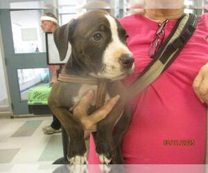 American Bulldog-Unknown Mix Dogs for adoption in Oklahoma City, OK, USA