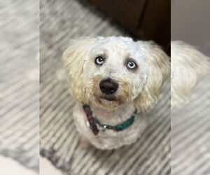 Cock-A-Poo-Poodle (Miniature) Mix Dogs for adoption in Phoenix, AZ, USA
