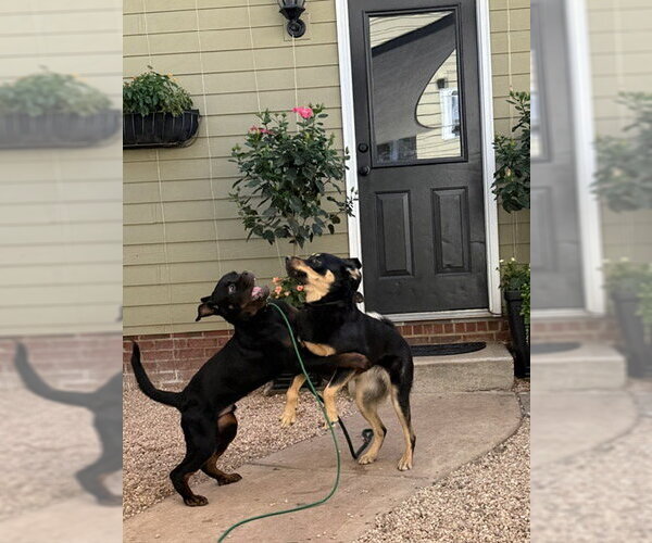 Medium Photo #7 Rottweiler Puppy For Sale in Mooresville, NC, USA