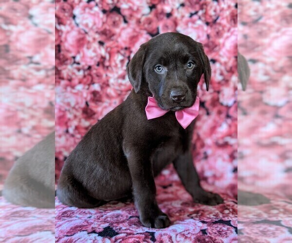 Medium Photo #1 Labrador Retriever Puppy For Sale in NOTTINGHAM, PA, USA