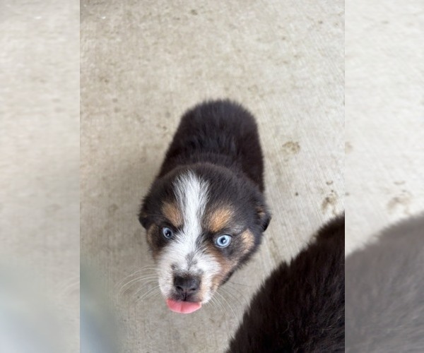 Medium Photo #16 Australian Shepherd Puppy For Sale in AUBURN, IN, USA