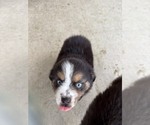 Small #3 Australian Shepherd