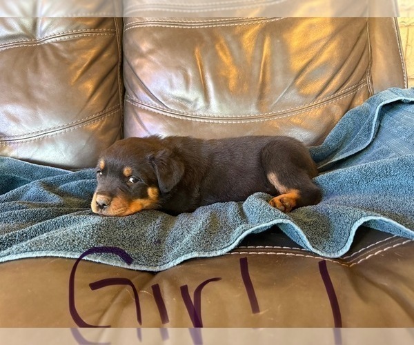 Medium Photo #14 Rottweiler Puppy For Sale in LAFAYETTE, IN, USA