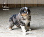 Small #4 Australian Shepherd