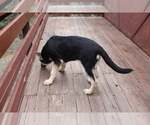 Small Photo #2 German Shepherd Dog Puppy For Sale in PINE MOUNTAIN CLUB, CA, USA