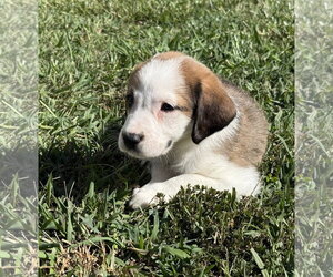 Anatolian Shepherd-Unknown Mix Dogs for adoption in Holly Springs, NC, USA