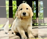 Small Photo #39 Golden Retriever Puppy For Sale in AMITY, AR, USA