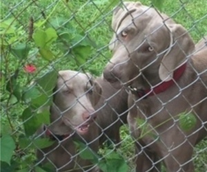 Mother of the Weimaraner puppies born on 05/02/2020