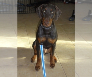 Doberman Pinscher Puppy for sale in QUEEN CREEK, AZ, USA