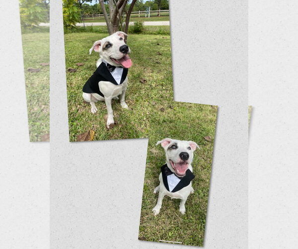 Medium Photo #6 Mutt Puppy For Sale in Naples, FL, USA