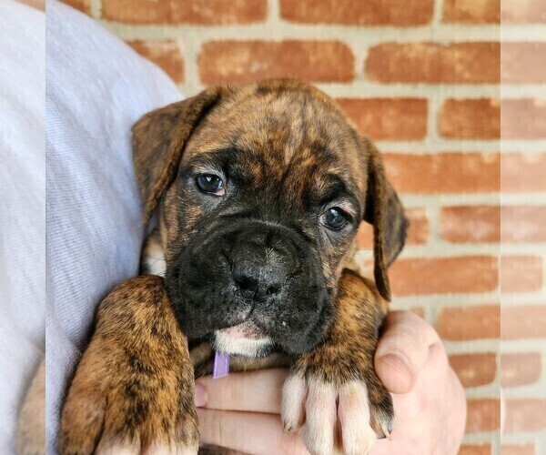 Medium Photo #4 Boxer Puppy For Sale in BRADFORD, OH, USA