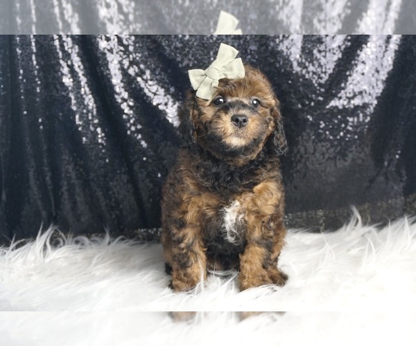 Medium Photo #2 Goldendoodle (Miniature) Puppy For Sale in WARSAW, IN, USA