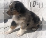 Small Photo #28 Australian Shepherd Puppy For Sale in SUNNYVALE, CA, USA