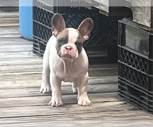 French Bulldog Puppy for sale in SEBRING, FL, USA