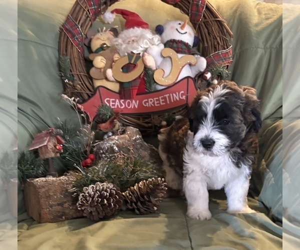 Medium Photo #1 Doodle-Shih Tzu Mix Puppy For Sale in KLONDIKE, TX, USA