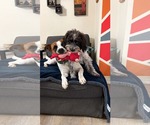 Small #3 Shih-Poo