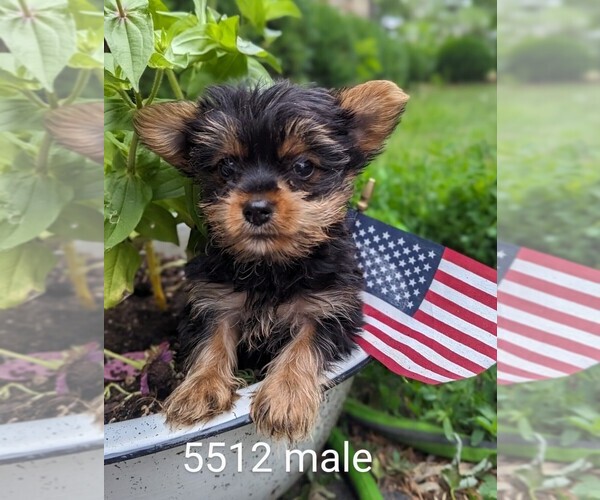 Medium Photo #2 Yorkshire Terrier Puppy For Sale in CLARE, IL, USA
