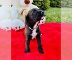 Small #1 Cocker Spaniel