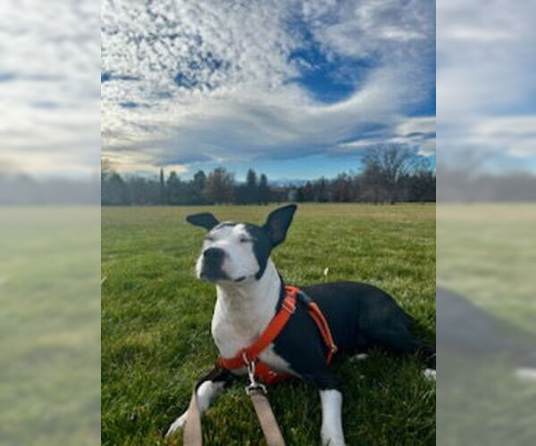 Medium Photo #7 Mutt Puppy For Sale in Fort Collins, CO, USA