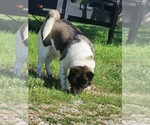 Small Photo #1 Akita Puppy For Sale in STRAFFORD, MO, USA