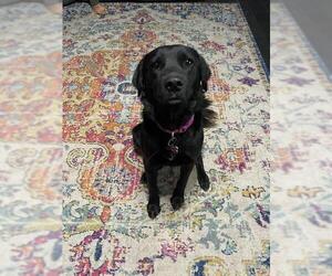 Mutt Dogs for adoption in San Antonio, TX, USA