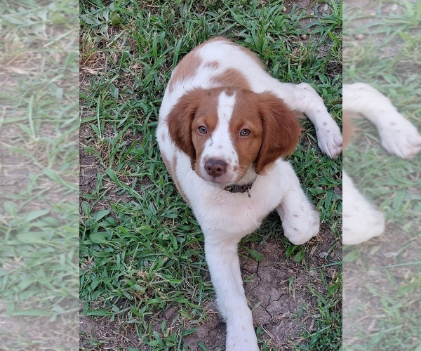 Medium Photo #1 Brittany Puppy For Sale in STILWELL, KS, USA
