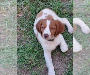 Brittany Puppy for Sale in STILWELL, Kansas USA