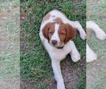 Image preview for Ad Listing. Nickname: Litter of 4