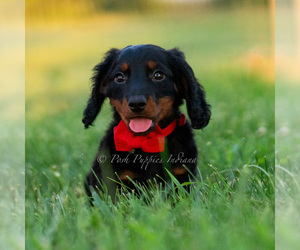 Medium Dachshund