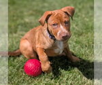 Small #2 Labrador Retriever Mix