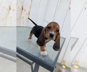 Basset Hound Puppy for Sale in WINTON, California USA